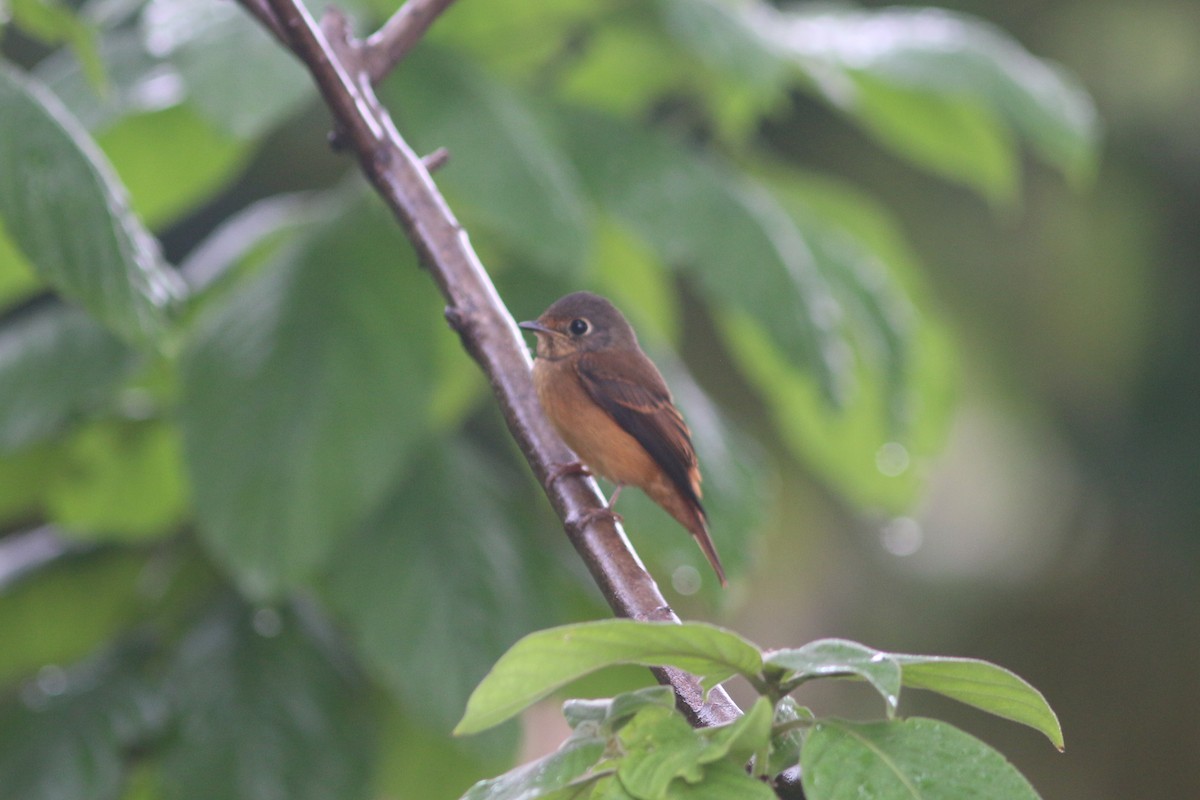 Ferruginous Flycatcher - ML644503845