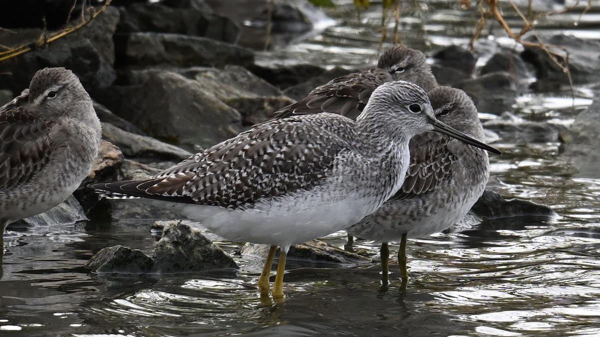 Greater Yellowlegs - ML644503856