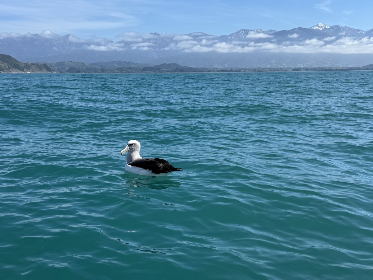 Сероспинный альбатрос - ML644503863