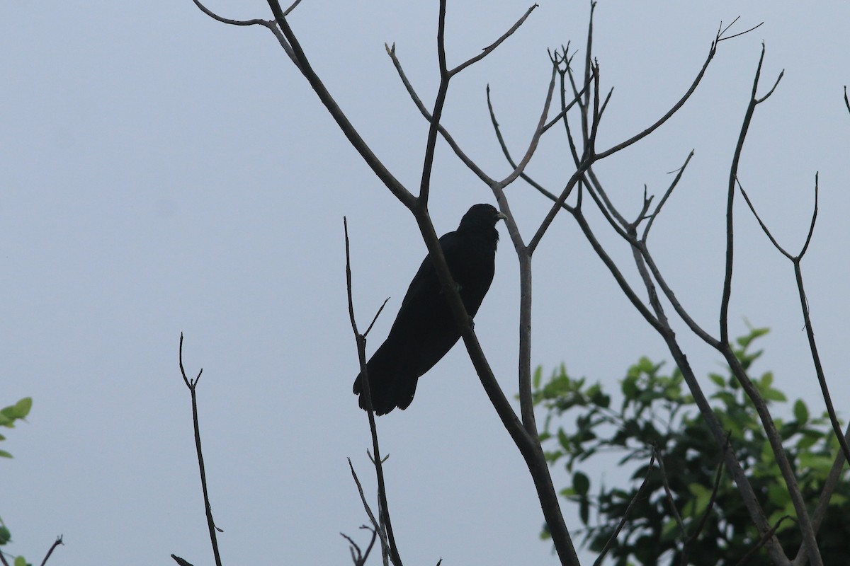 オニカッコウ - ML644503870