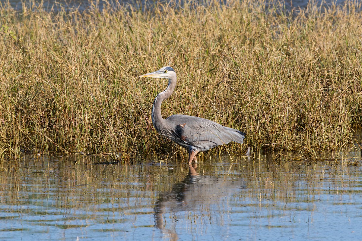 Grand Héron - ML644503872