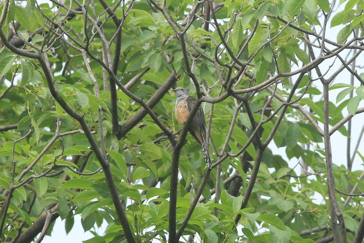 ヒメカッコウ - ML644503873