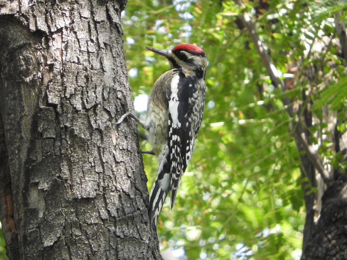 Yellow-bellied Sapsucker - ML644503877