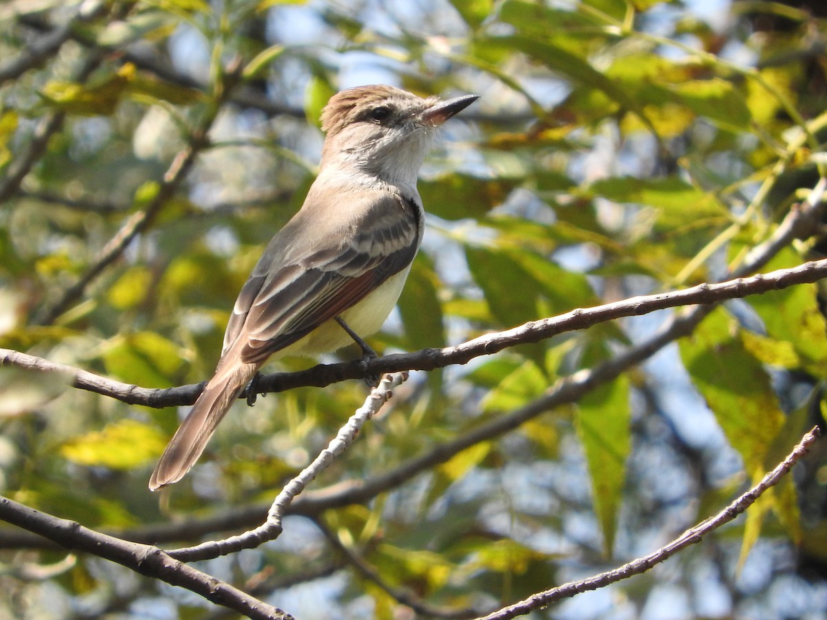 Ash-throated Flycatcher - ML644503881