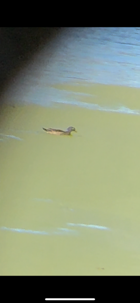 Wood Duck - ML644503882