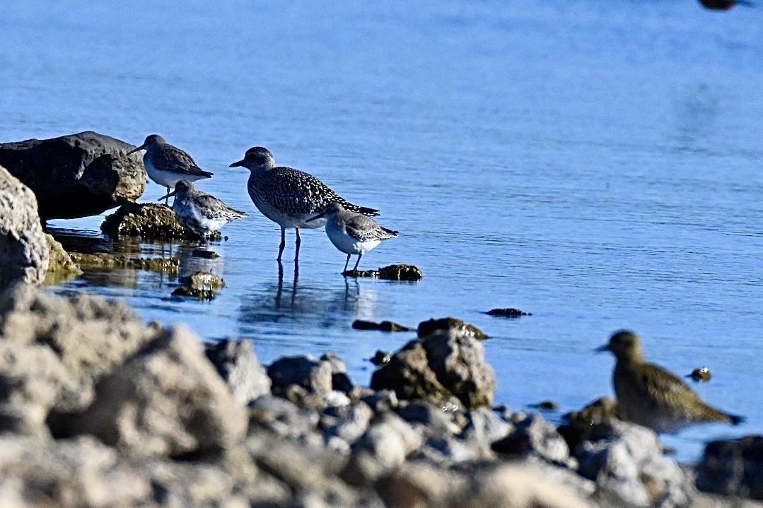 黑腹濱鷸 - ML644503884