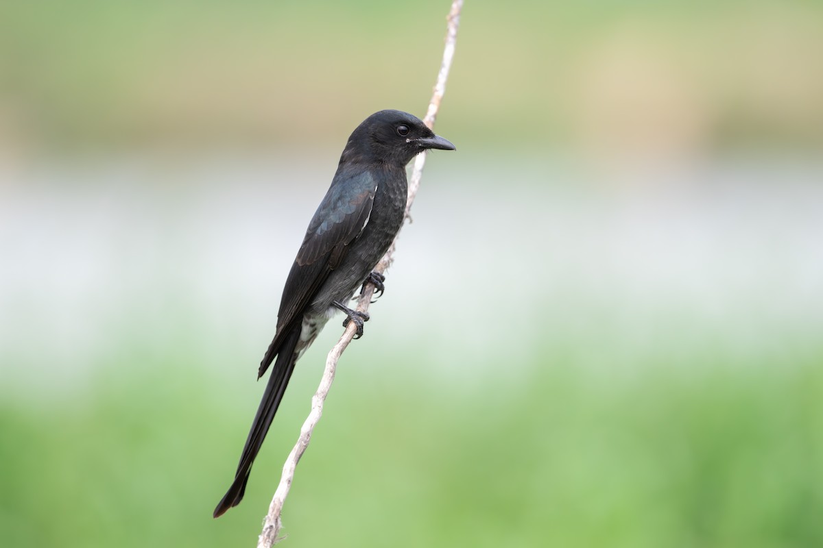 Black Drongo - ML644503885