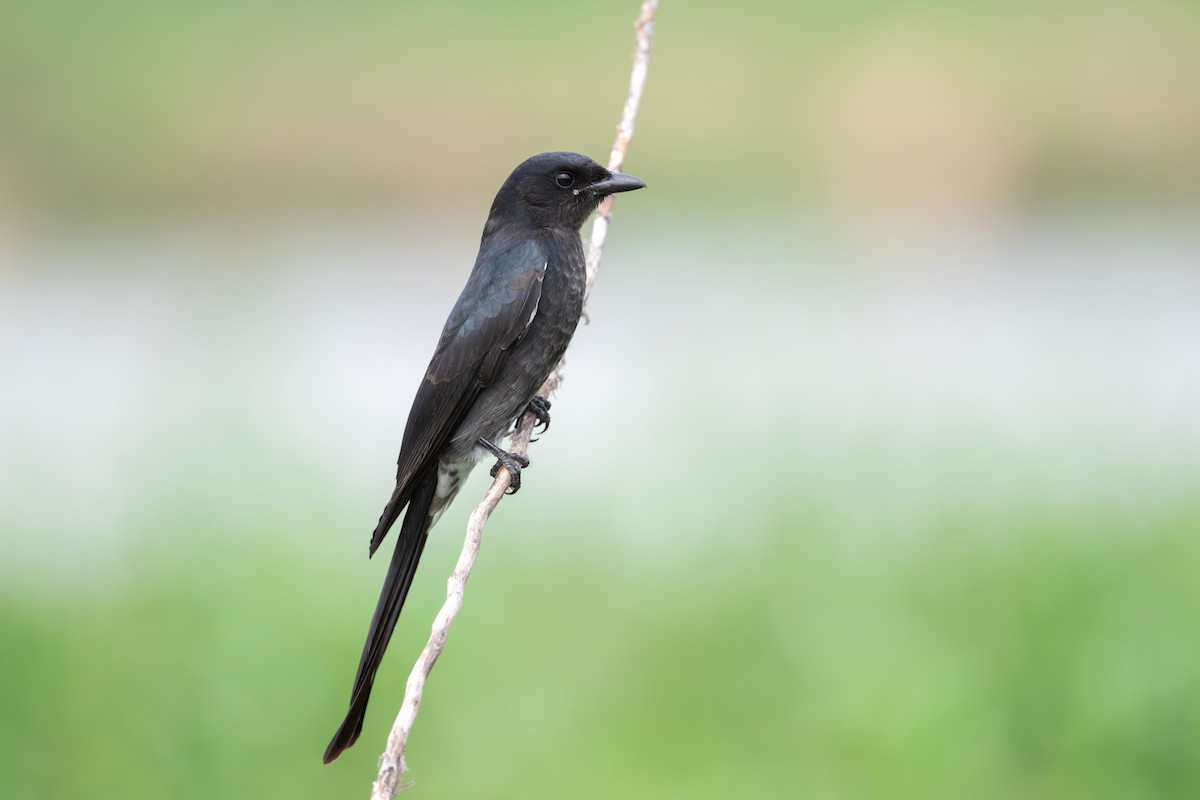 Black Drongo - ML644503886