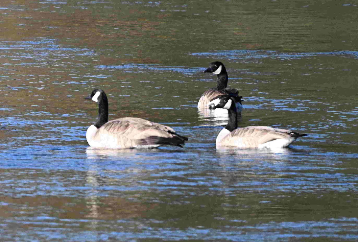 Bernache du Canada - ML644503888