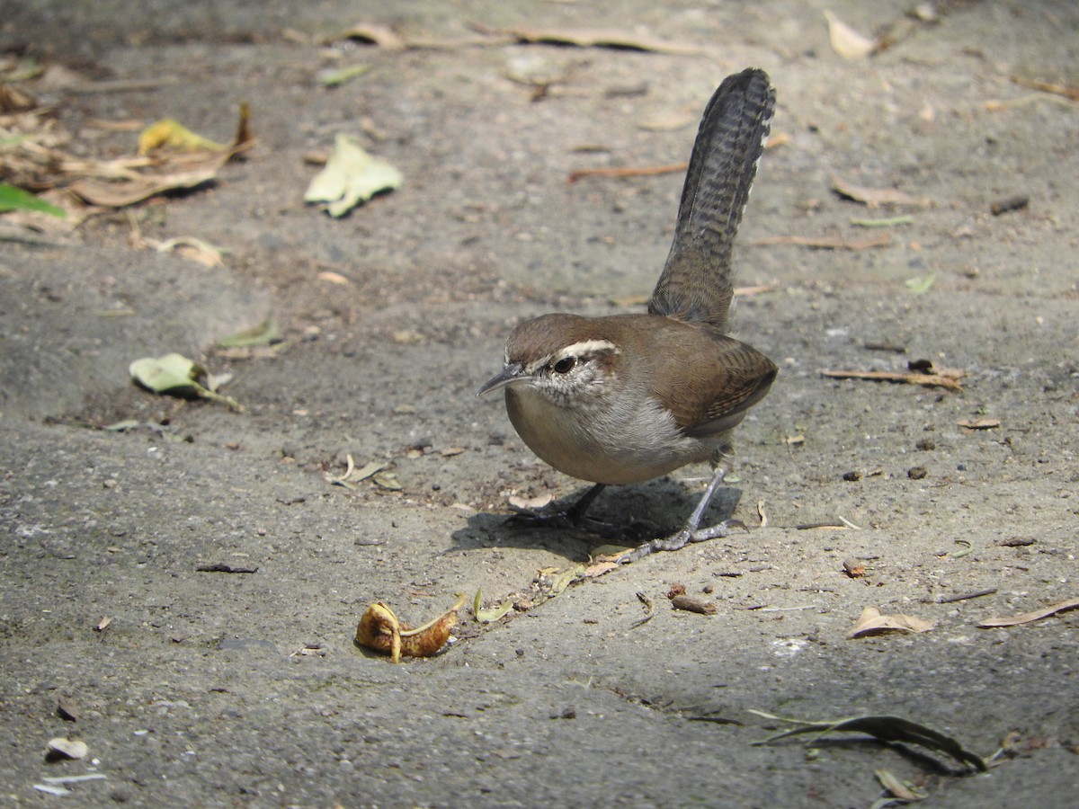Bewick's Wren - ML644503889