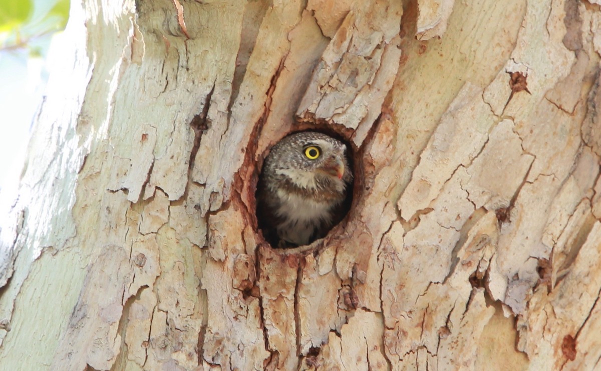 Сичик-горобець гірський (підвид gnoma) - ML644503890