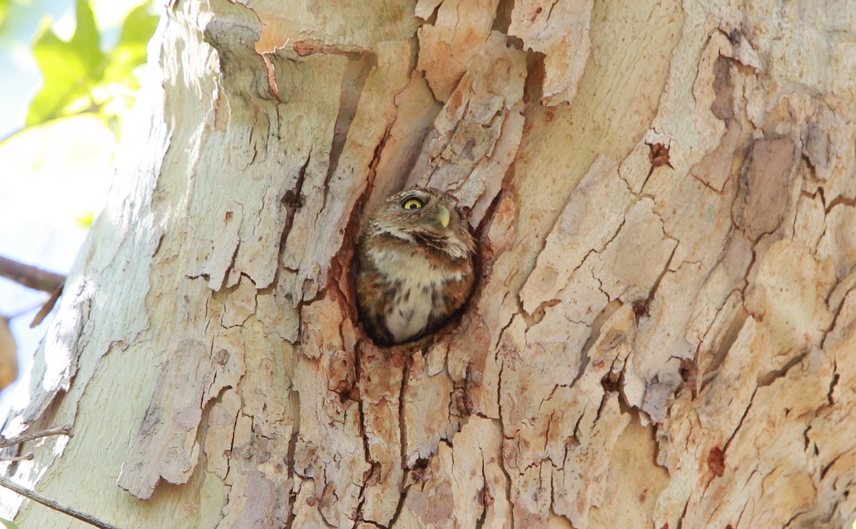 Сичик-горобець гірський (підвид gnoma) - ML644503891