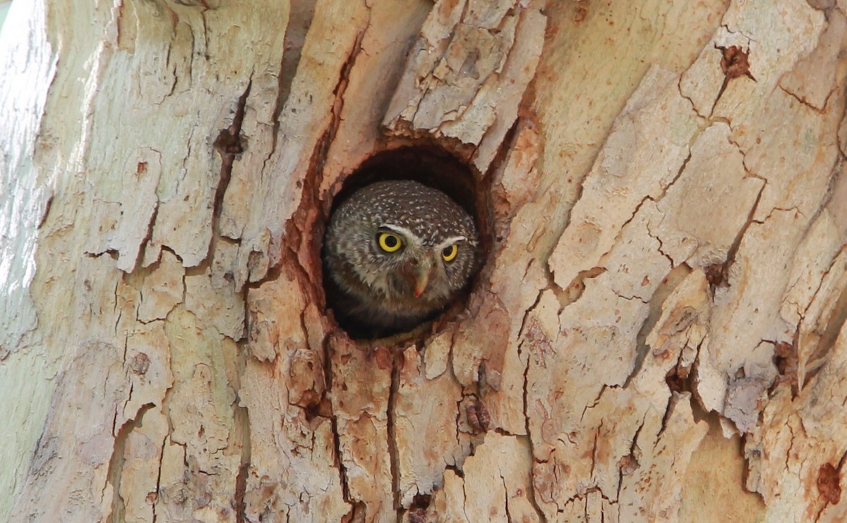 Сичик-горобець гірський (підвид gnoma) - ML644503892