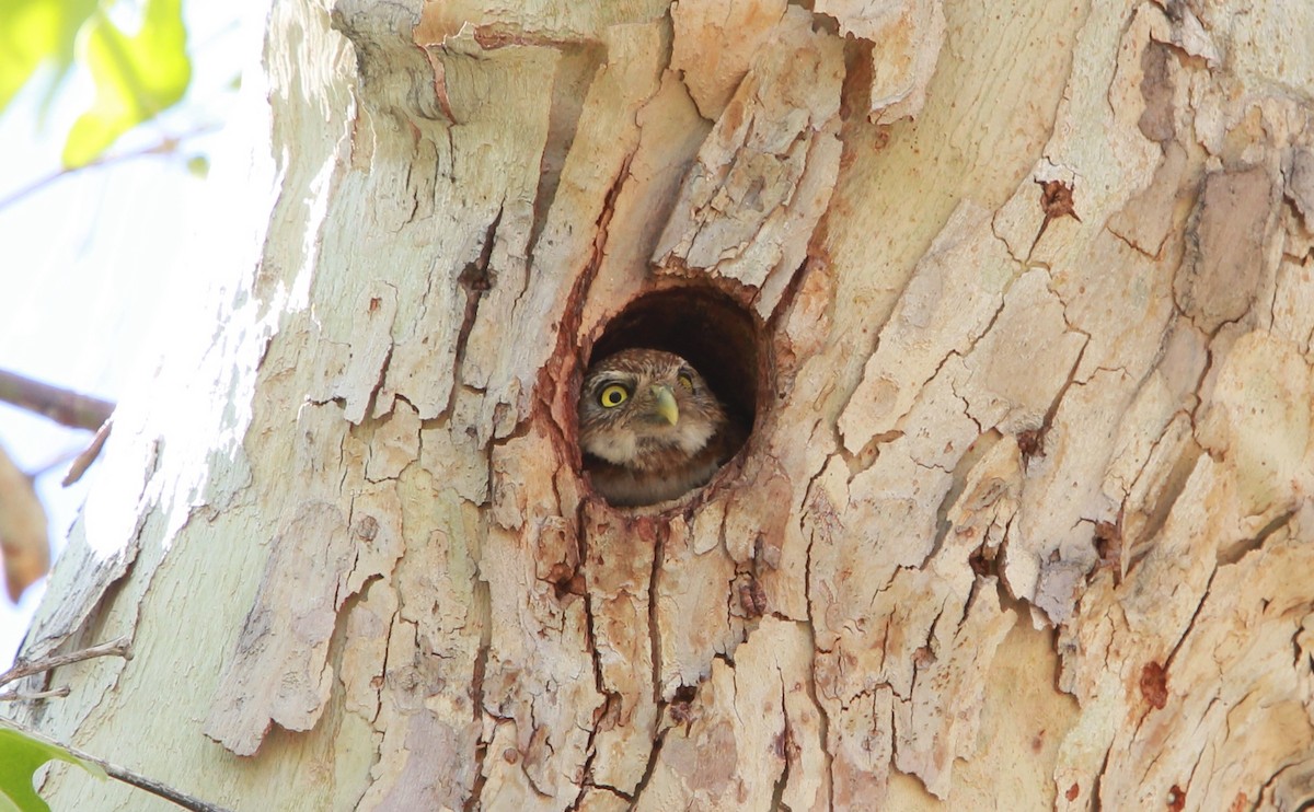 Сичик-горобець гірський (підвид gnoma) - ML644503894