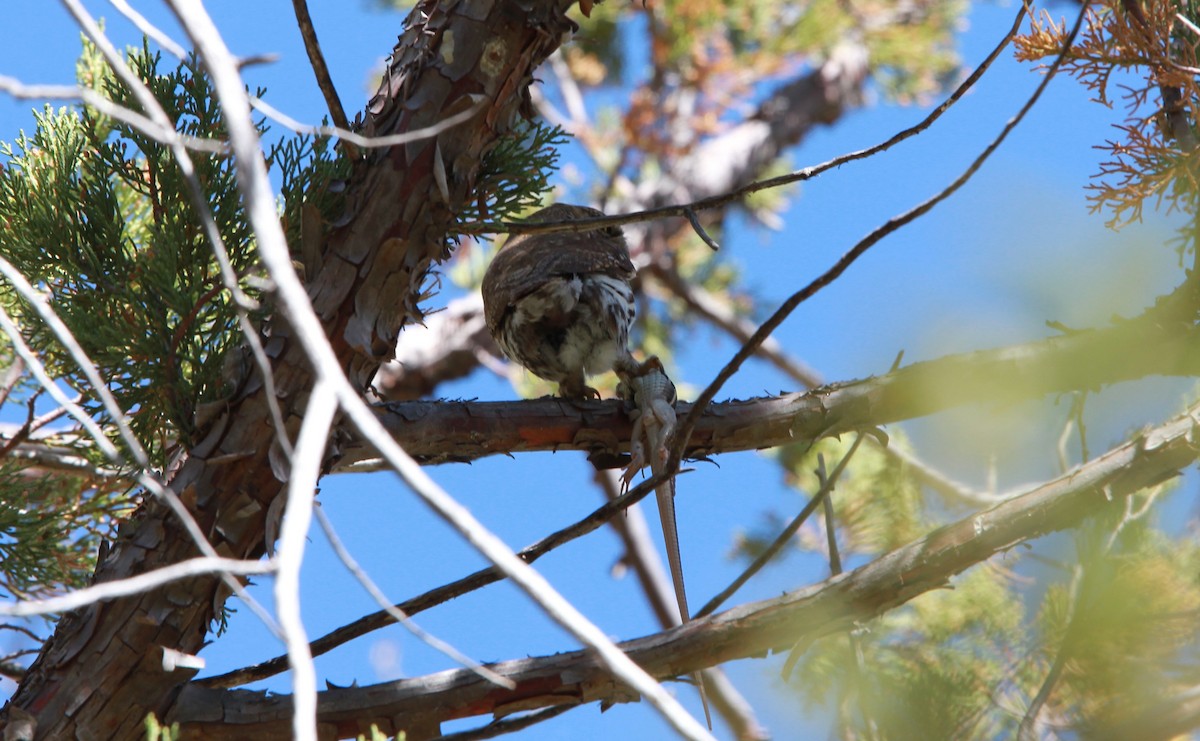 Сичик-горобець гірський (підвид gnoma) - ML644503895
