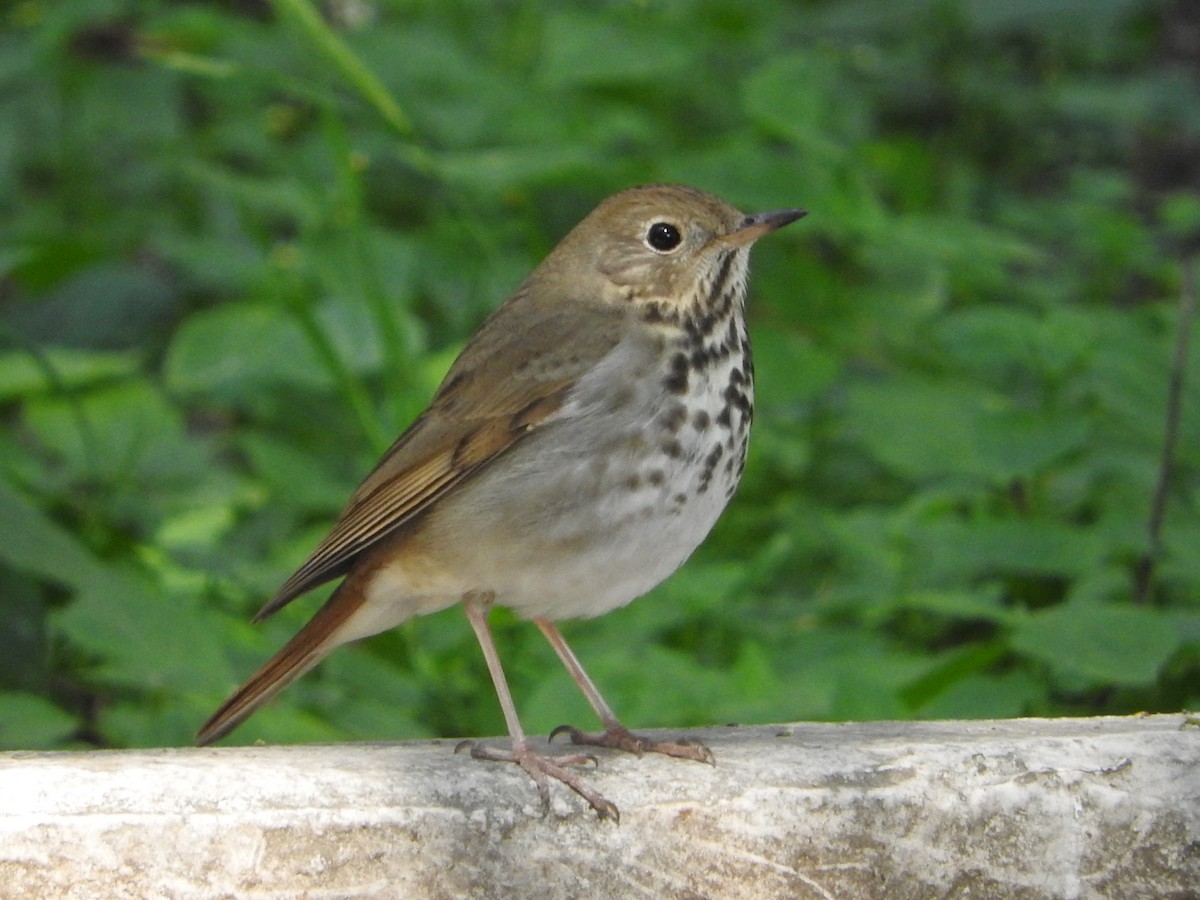 Grive solitaire - ML644503897