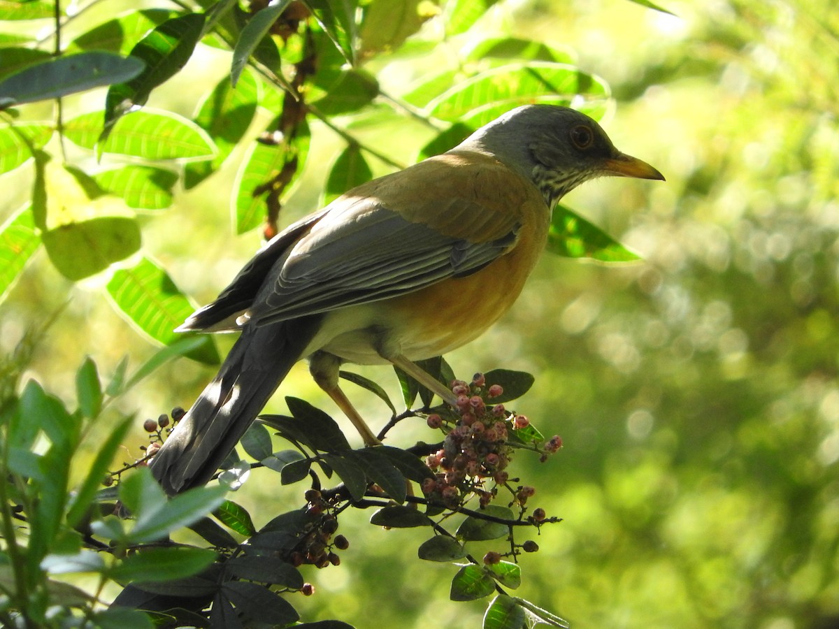 Zorzal Dorsirrufo - ML644503906