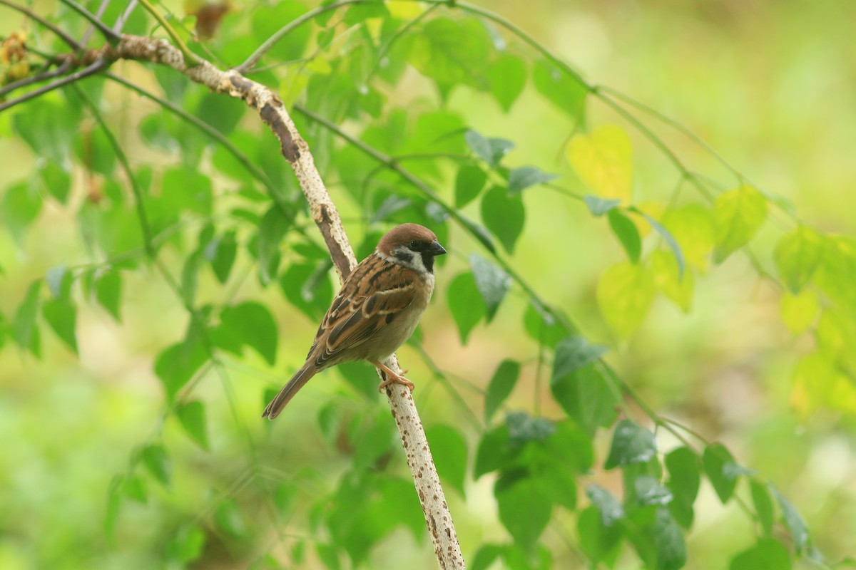 Eurasian Tree Sparrow - ML644503907