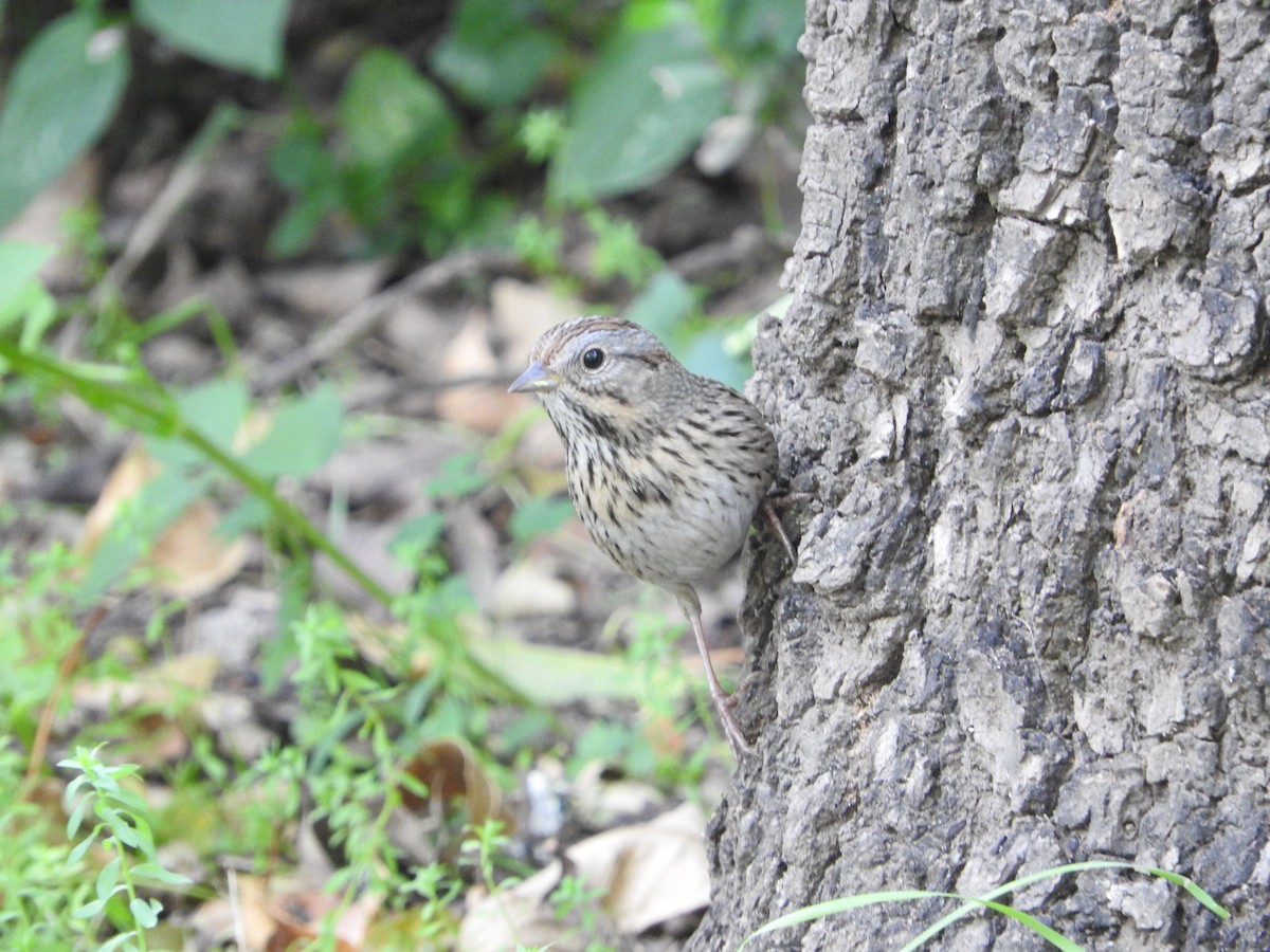 Lincoln's Sparrow - ML644503908