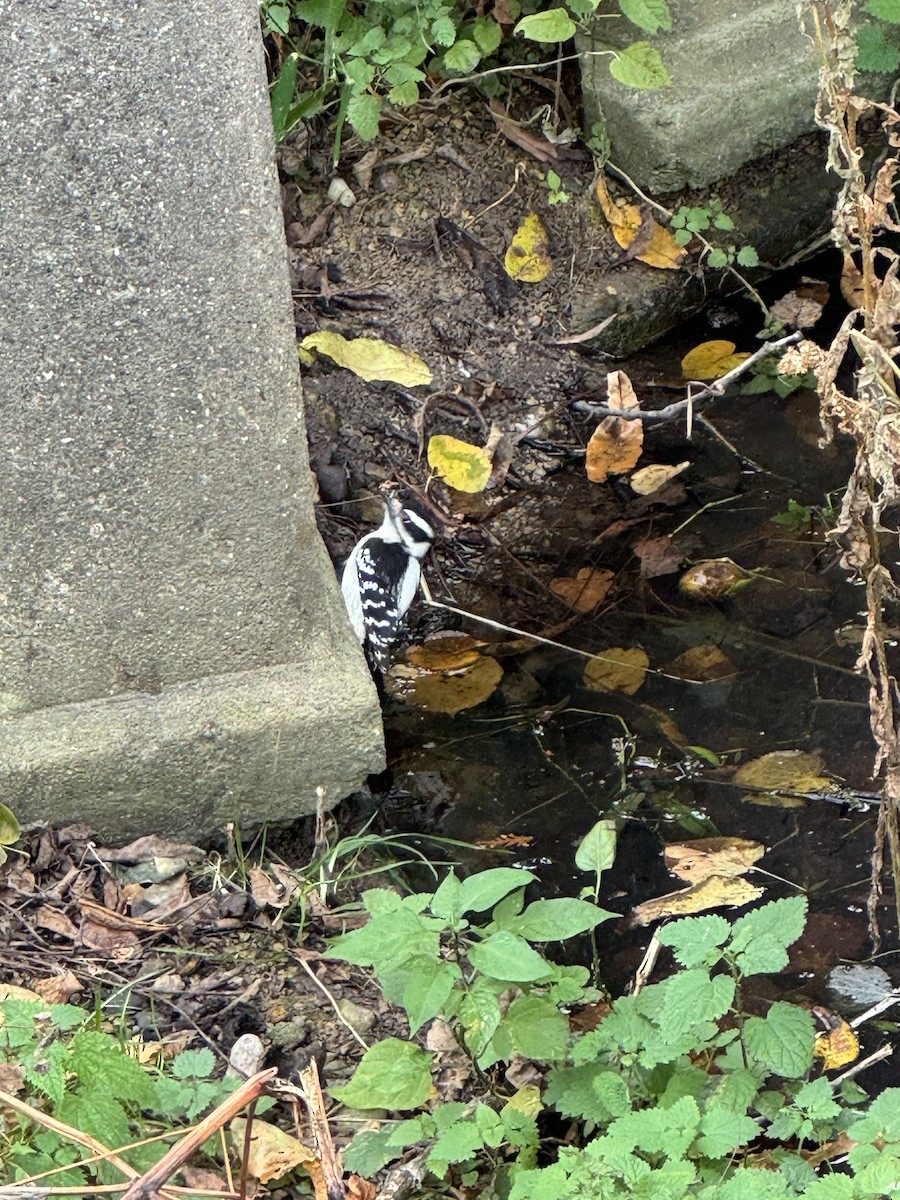 Downy Woodpecker - ML644503909