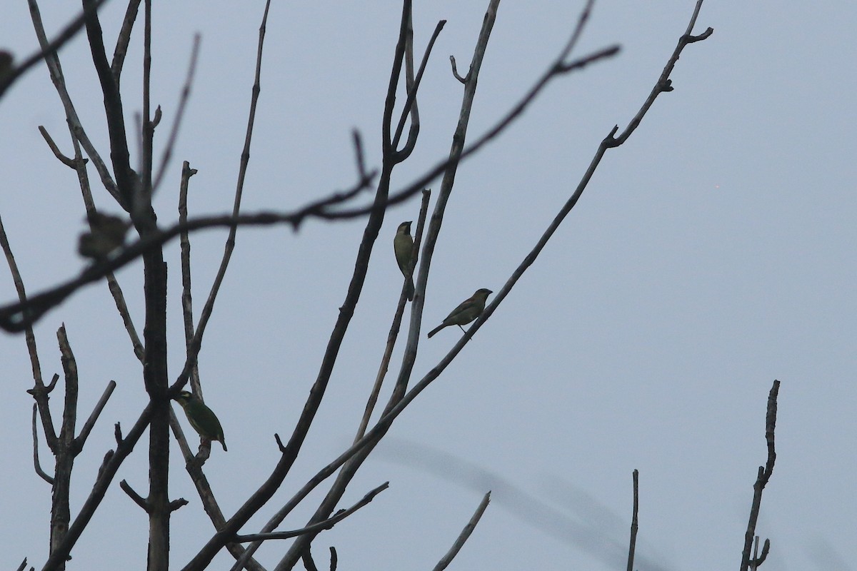 Горобець оливковий - ML644503912