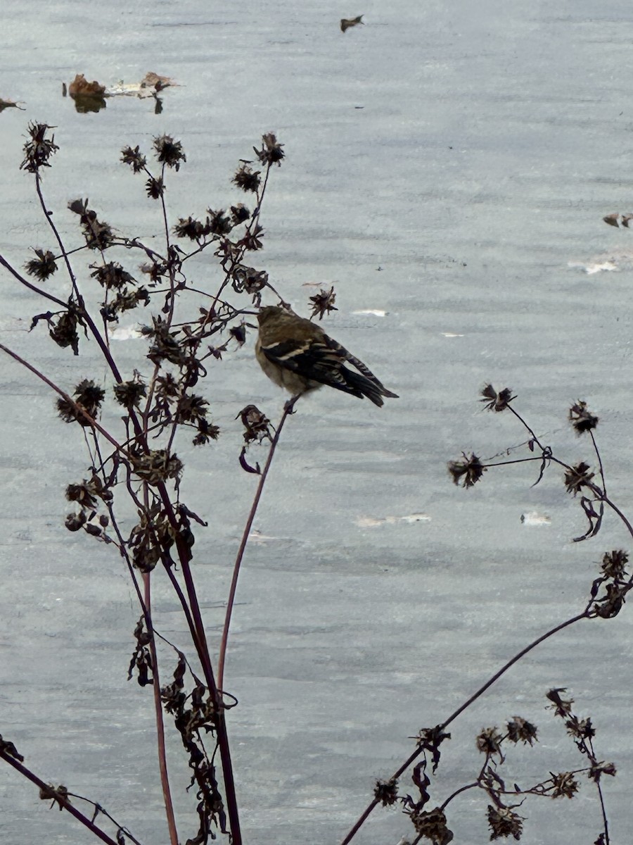 American Goldfinch - ML644503914