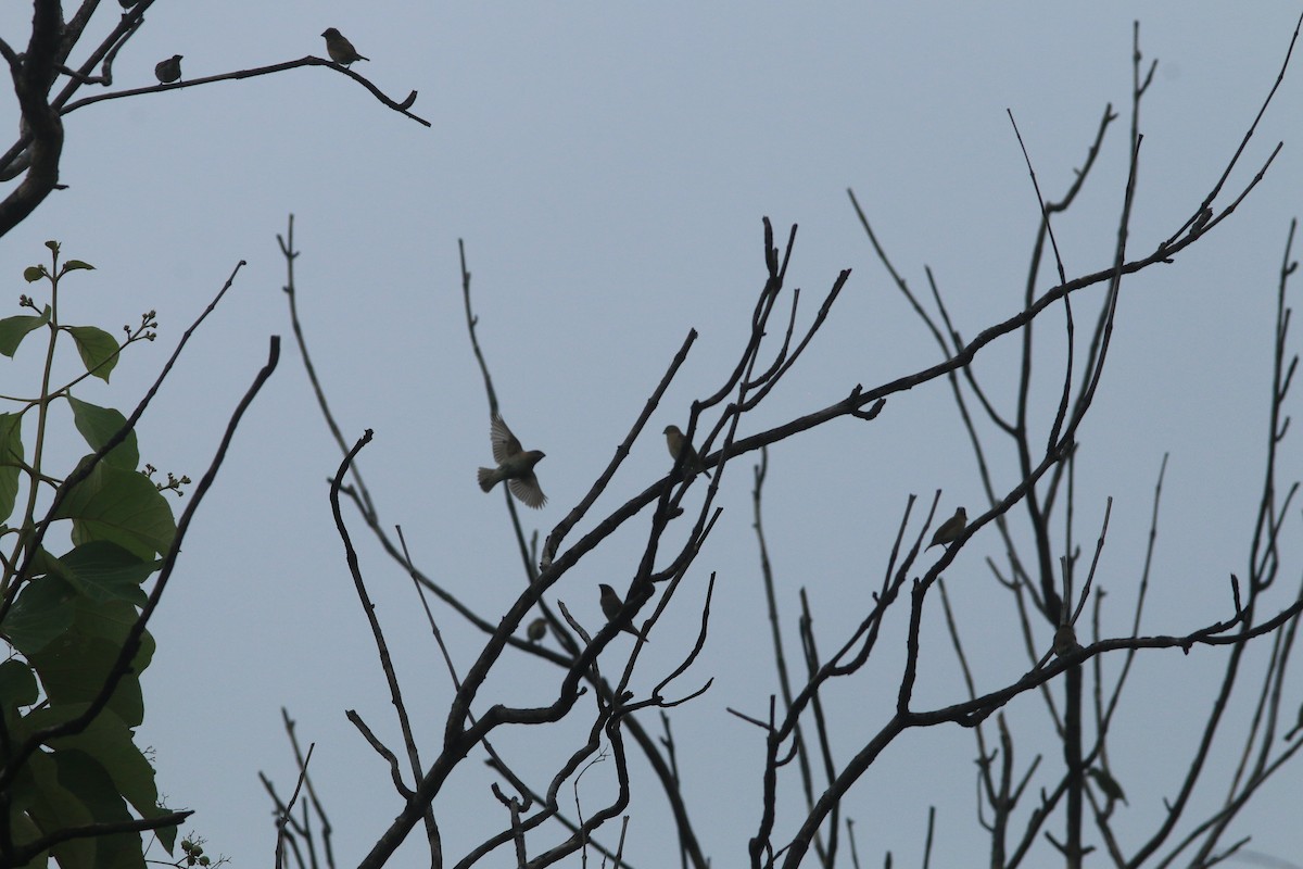 Scaly-breasted Munia - ML644503920