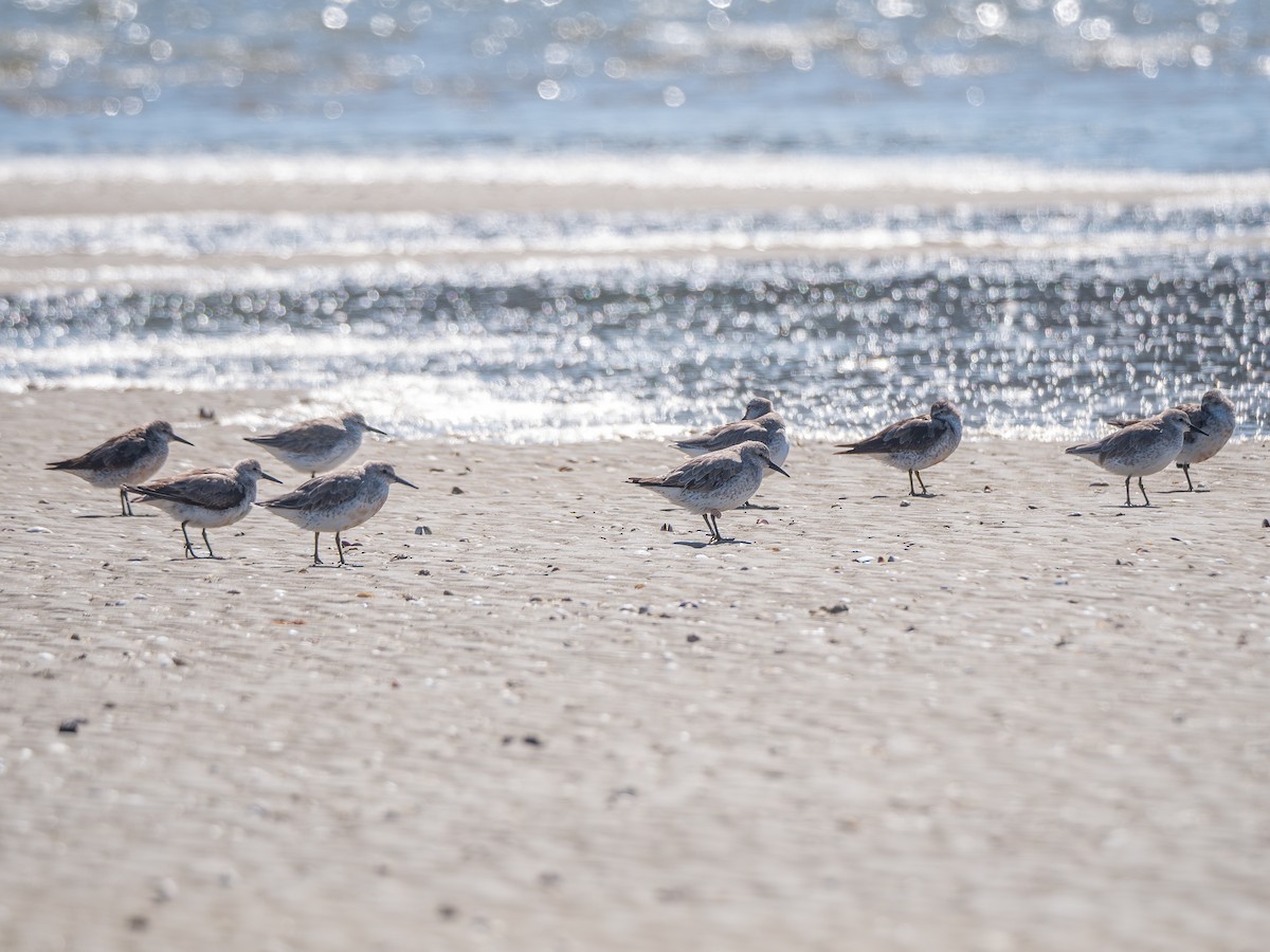 Шармаг элсэг - ML644503922