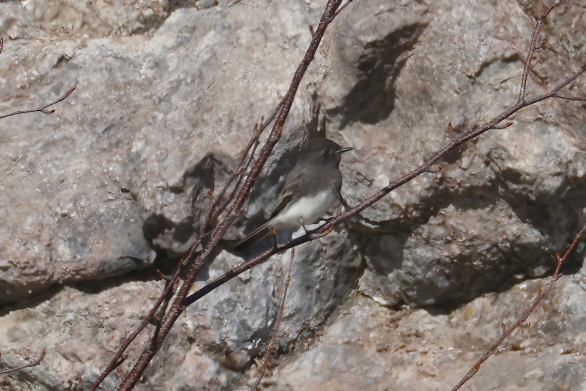 Black Phoebe - ML644503924