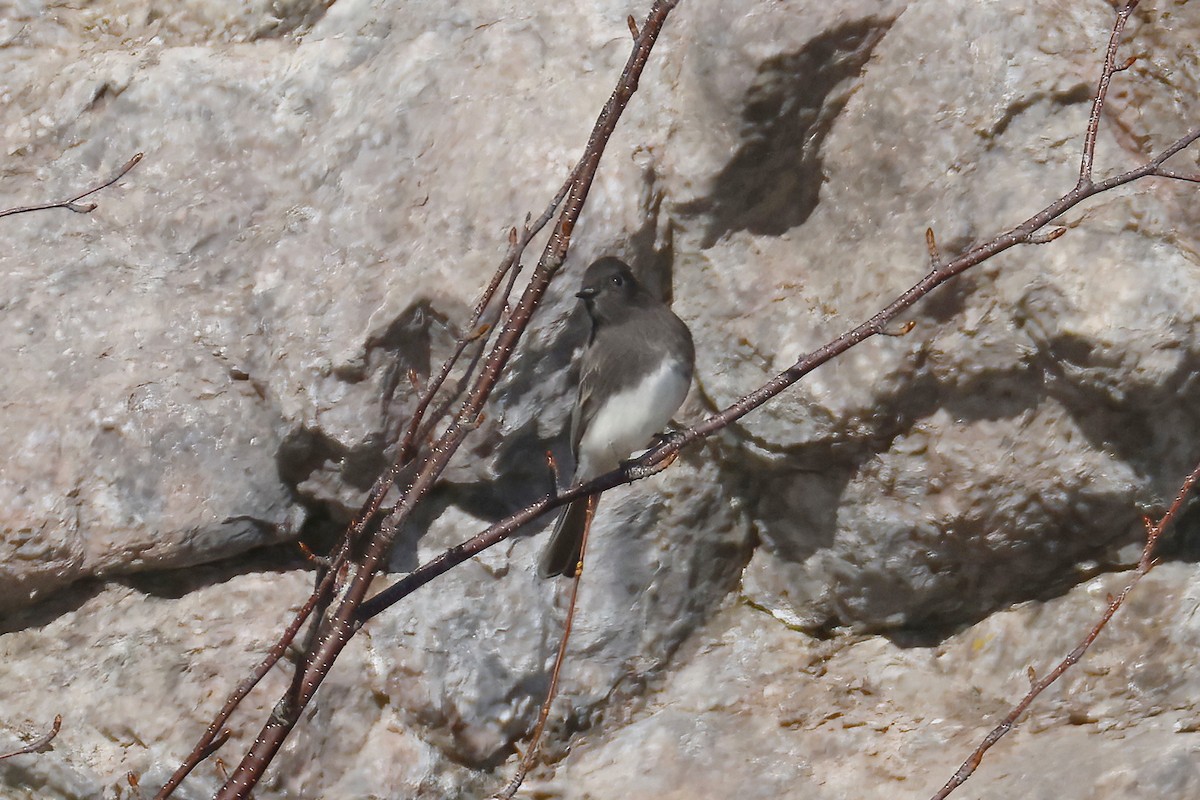 Black Phoebe - ML644503927