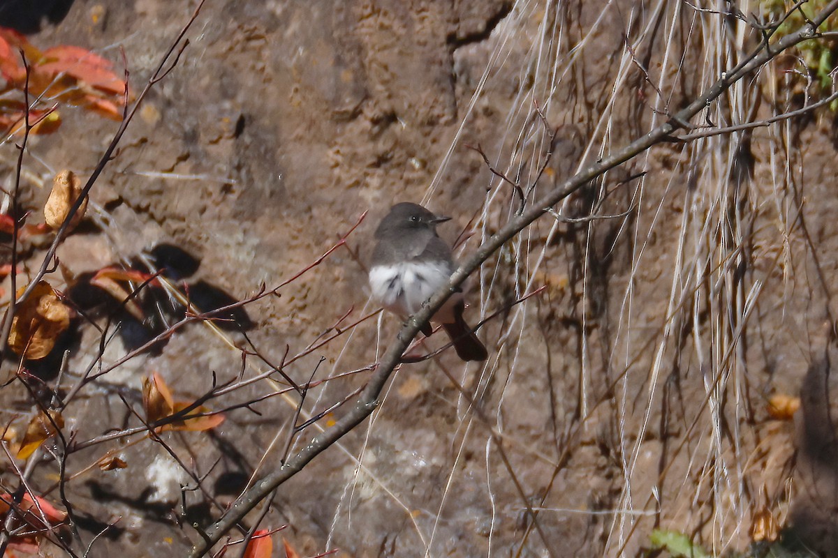 Black Phoebe - ML644503928