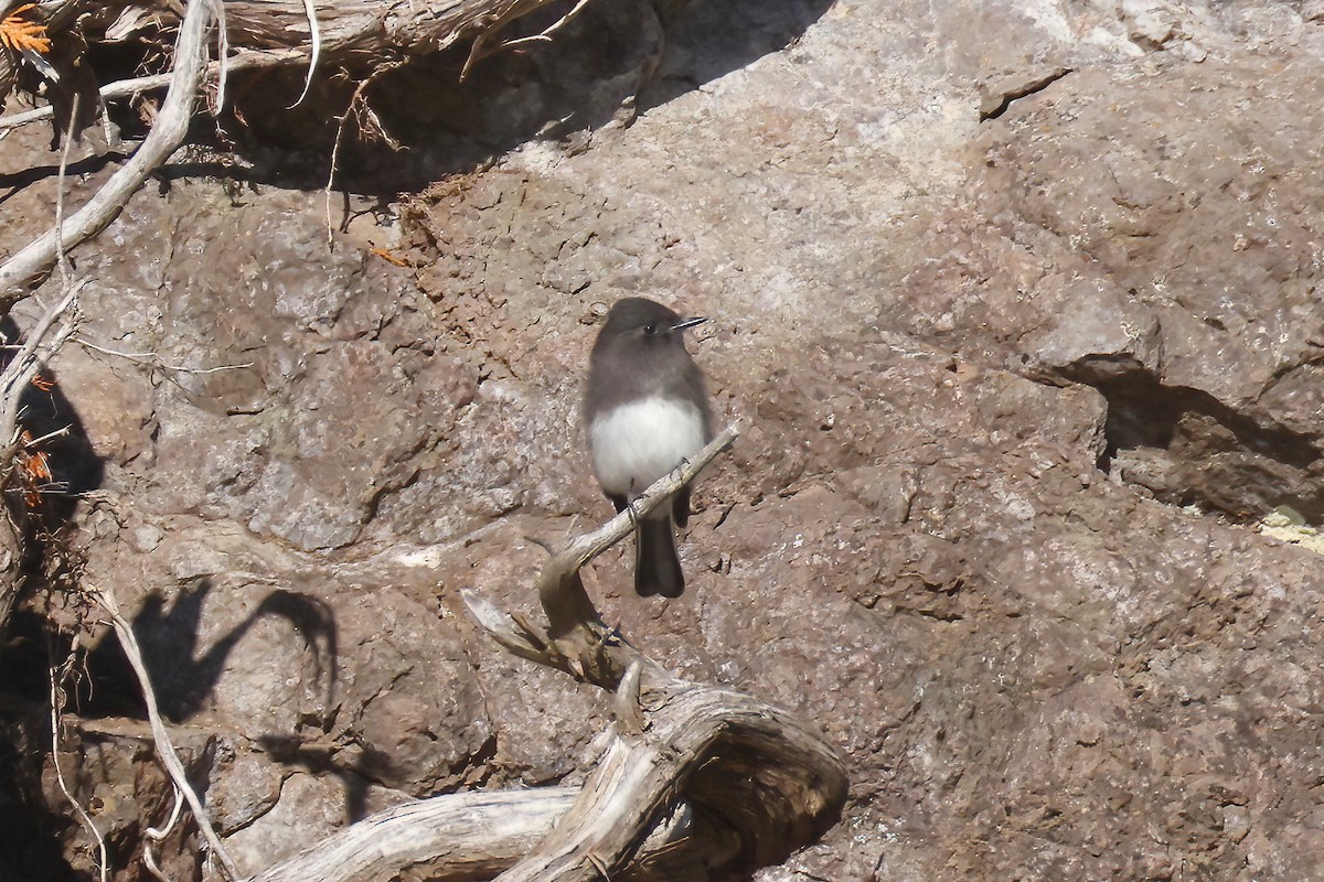 Black Phoebe - ML644503929