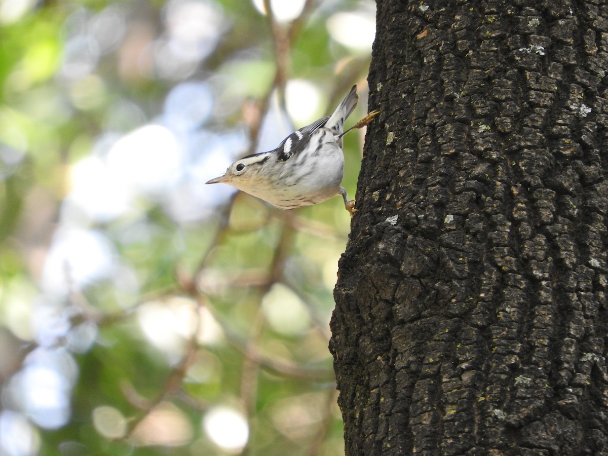 Black-and-white Warbler - ML644503930