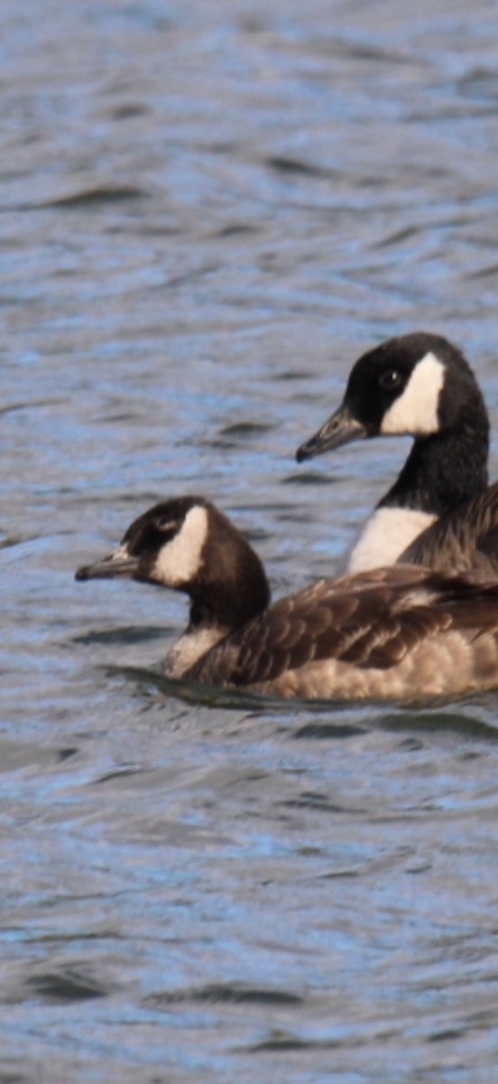 Canada Goose - ML644503931