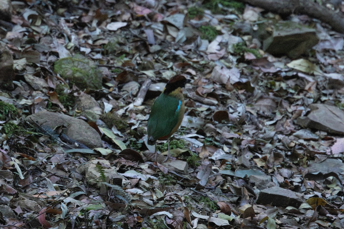 Noisy Pitta - ML644503934