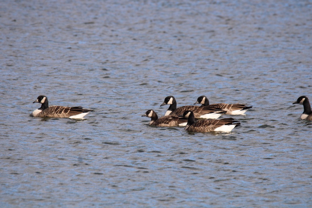 Canada Goose - ML644503935