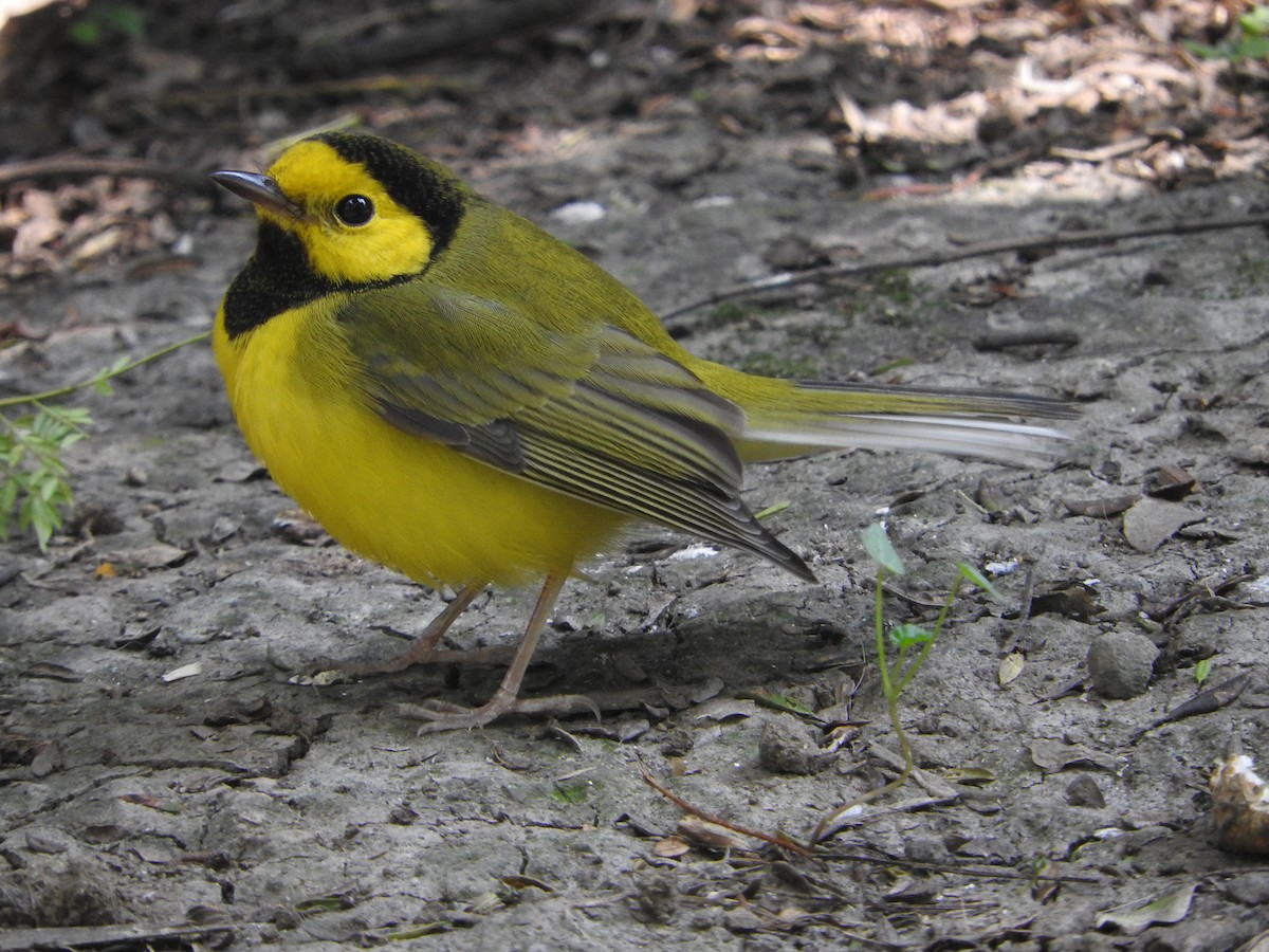 Hooded Warbler - ML644503938