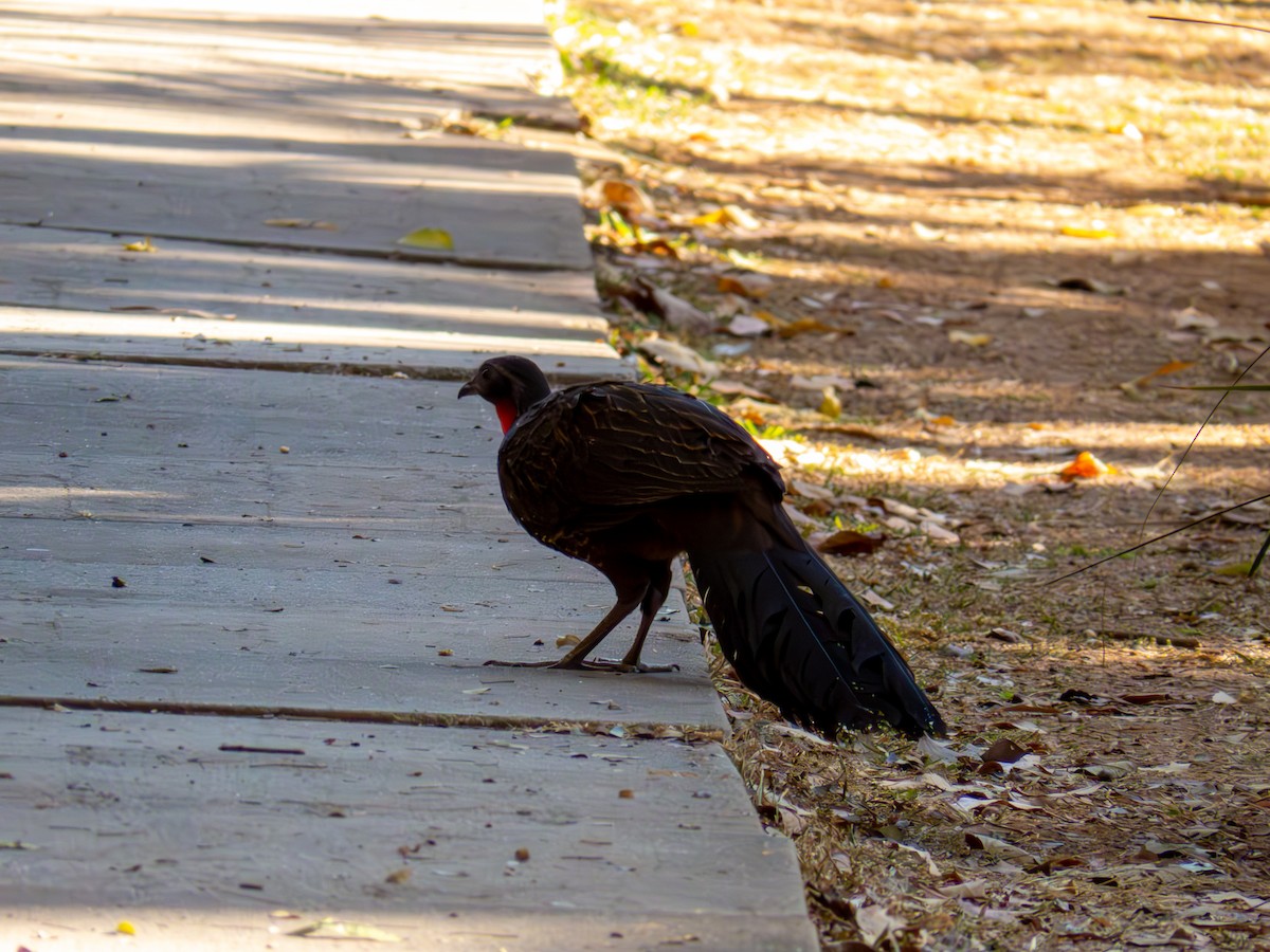 Rusty-margined Guan - ML644503940