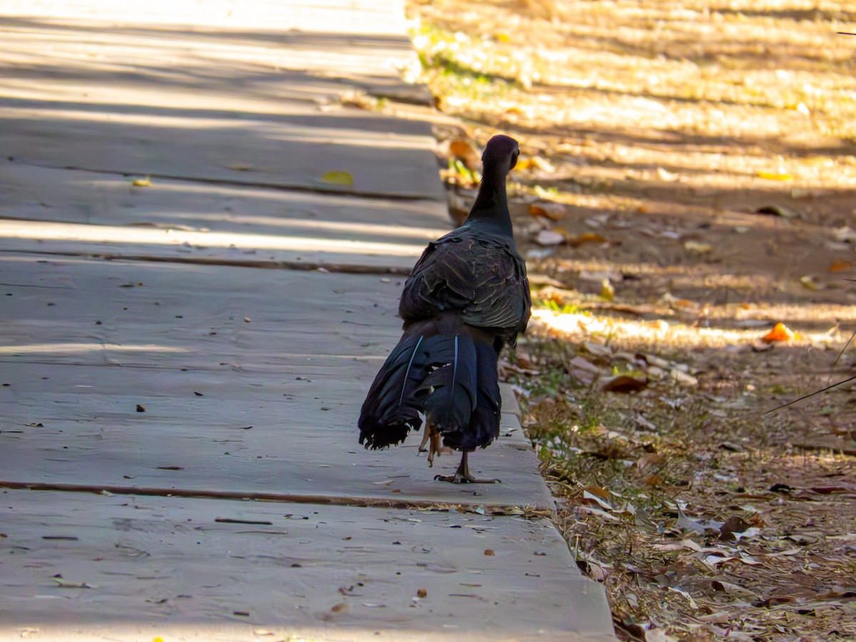 Rusty-margined Guan - ML644503941