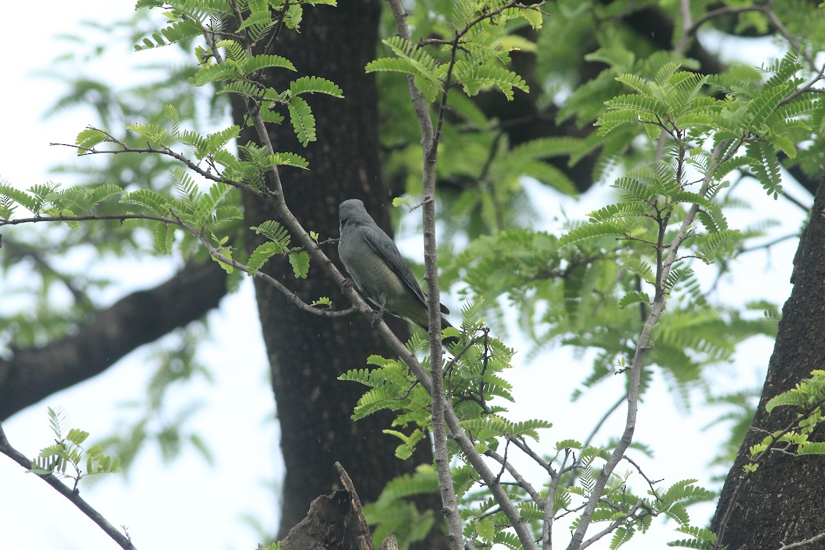 Black-winged Cuckooshrike - ML644503944
