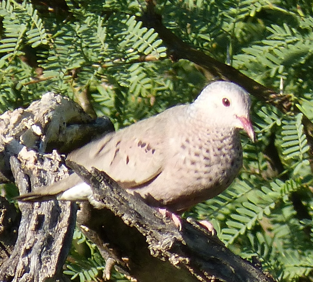 Common Ground Dove - ML644503945