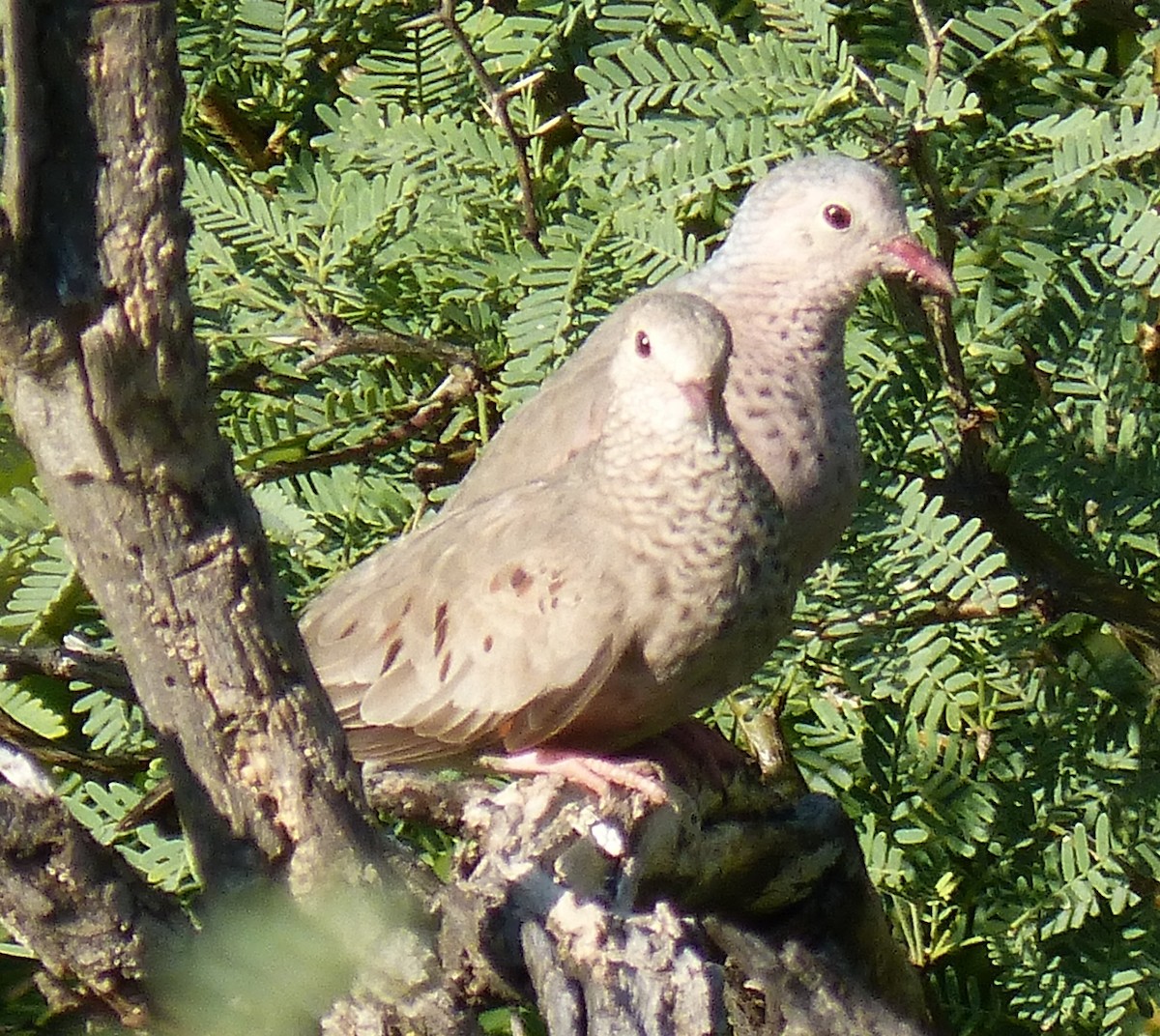 Common Ground Dove - ML644503946