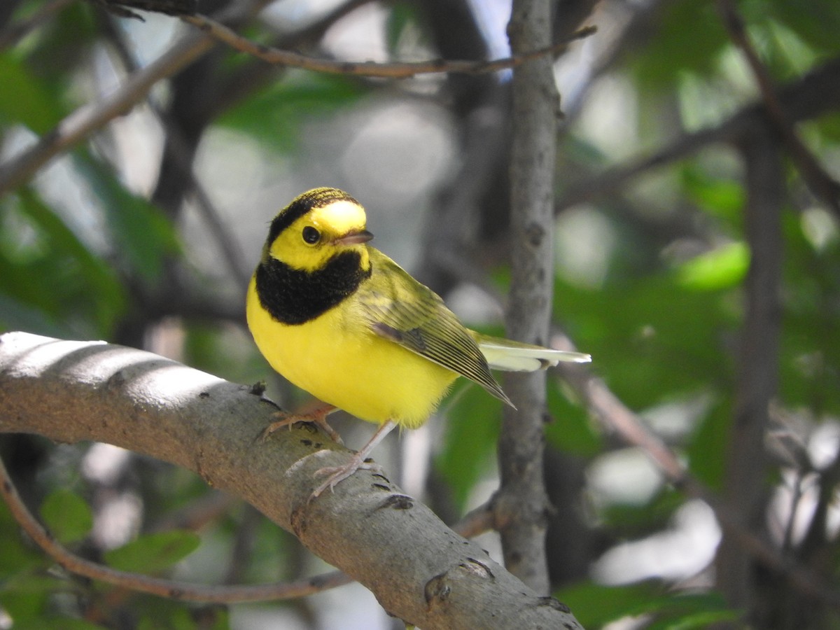 Hooded Warbler - ML644503947