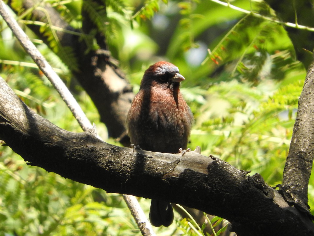 Varied Bunting - ML644503950