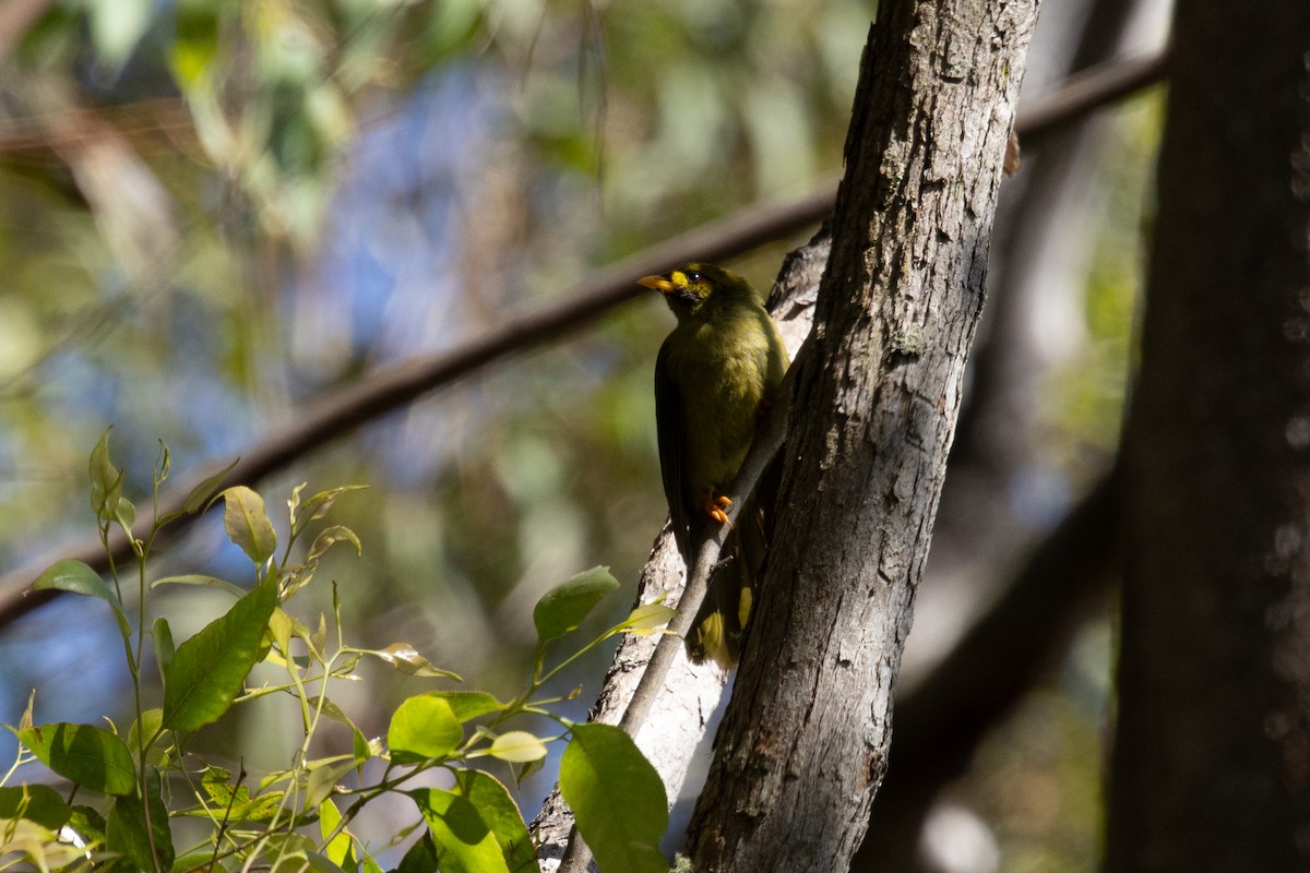 スズミツスイ - ML644503952