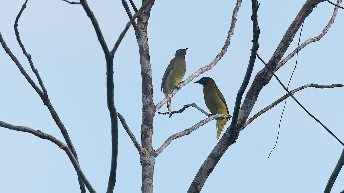 svarthodebylbyl - ML644503954