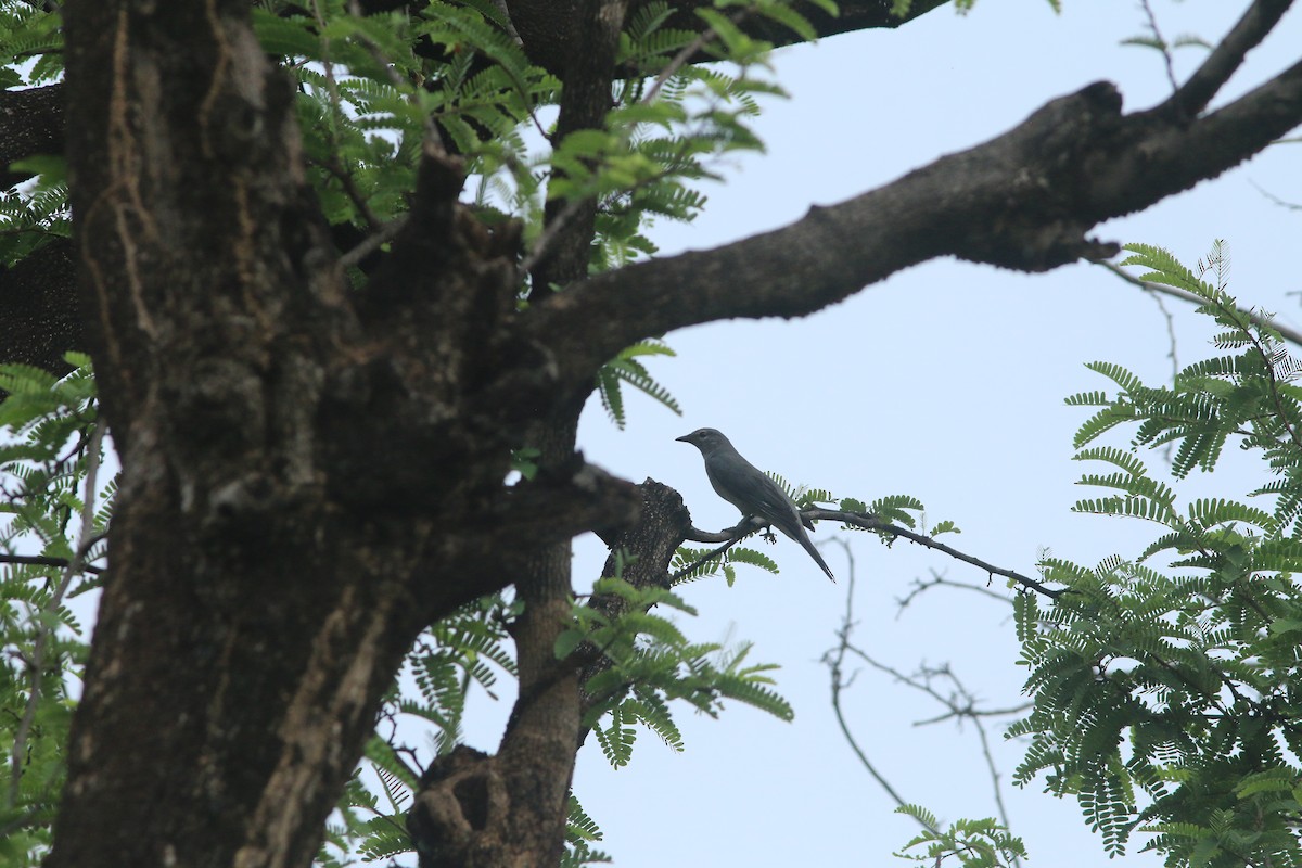 Black-winged Cuckooshrike - ML644503960
