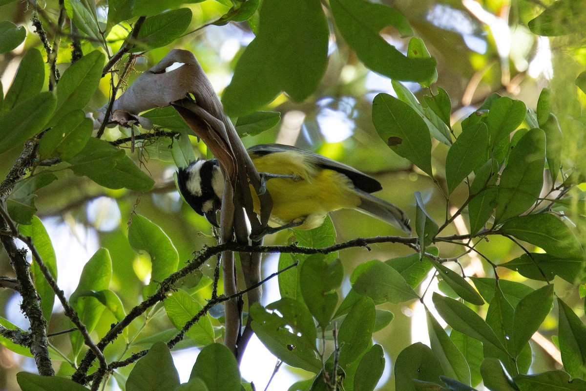 Eastern Shrike-tit - ML644503961