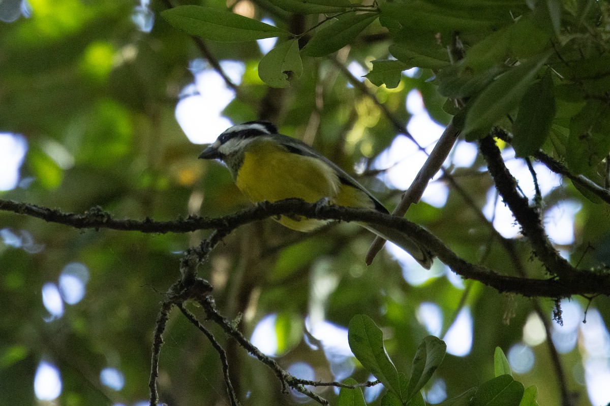 Eastern Shrike-tit - ML644503962