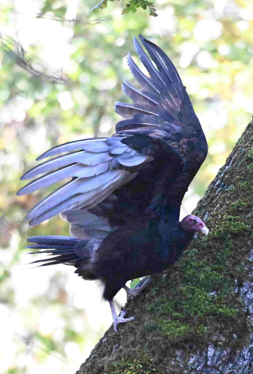 ヒメコンドル - ML644503967